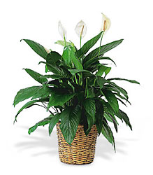  Spathiphyllum( Peace Lily) Plant from Philips' Flower & Gift Shop