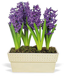 Hyacinth Planter from Philips' Flower & Gift Shop