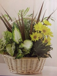 Green Garden Dishgarden from Philips' Flower & Gift Shop