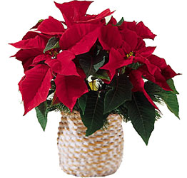  Red Poinsettia Basket  from Philips' Flower & Gift Shop