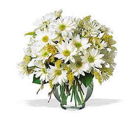 Daisy Cheer from Philips' Flower & Gift Shop